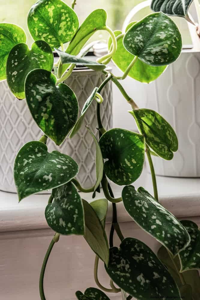 Best Low-Light Houseplants for Winter: Thrive All Season