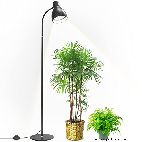 Best Low-Light Houseplants for Winter: Thrive All Season