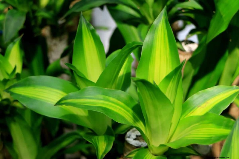Best Low-Light Houseplants for Winter: Thrive All Season