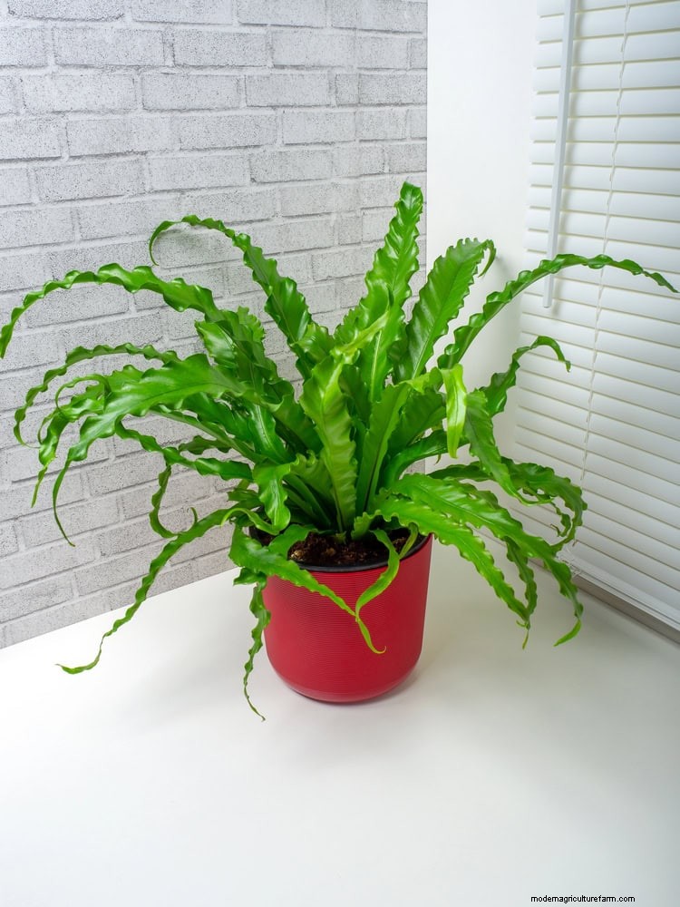 Best Low-Light Houseplants for Winter: Thrive All Season