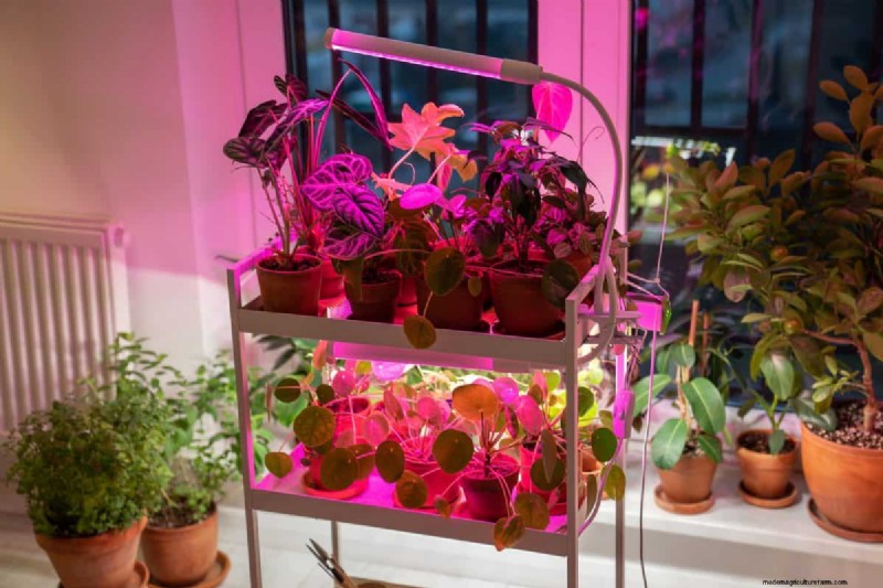 Best Low-Light Houseplants for Winter: Thrive All Season