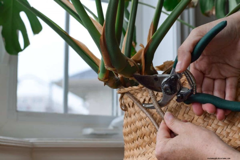 Monstera Aerial Root Trimming: Benefits & Proper Techniques