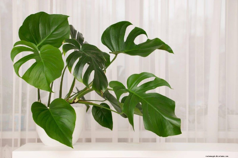 Monstera Aerial Root Trimming: Benefits & Proper Techniques