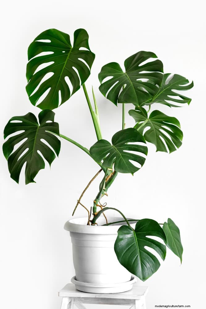 Monstera Aerial Root Trimming: Benefits & Proper Techniques