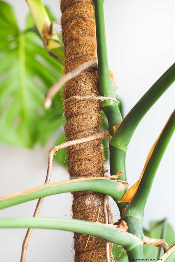 Monstera Aerial Root Trimming: Benefits & Proper Techniques