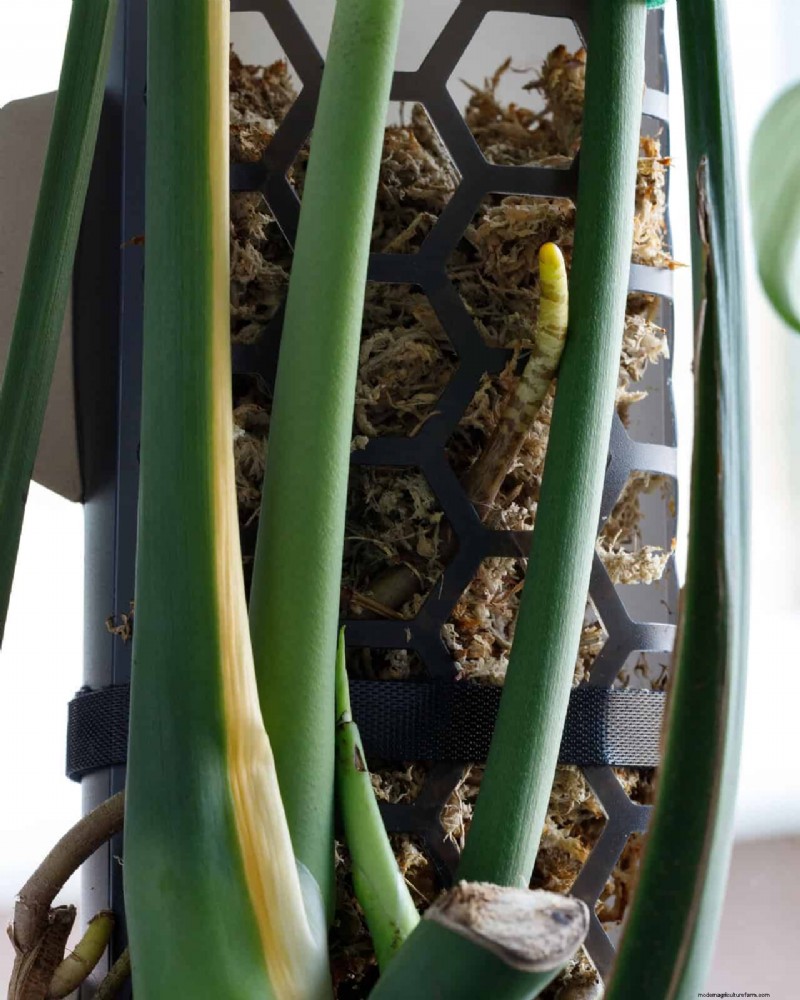 Monstera Aerial Root Trimming: Benefits & Proper Techniques