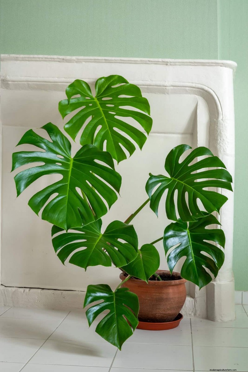 Monstera Aerial Root Trimming: Benefits & Proper Techniques
