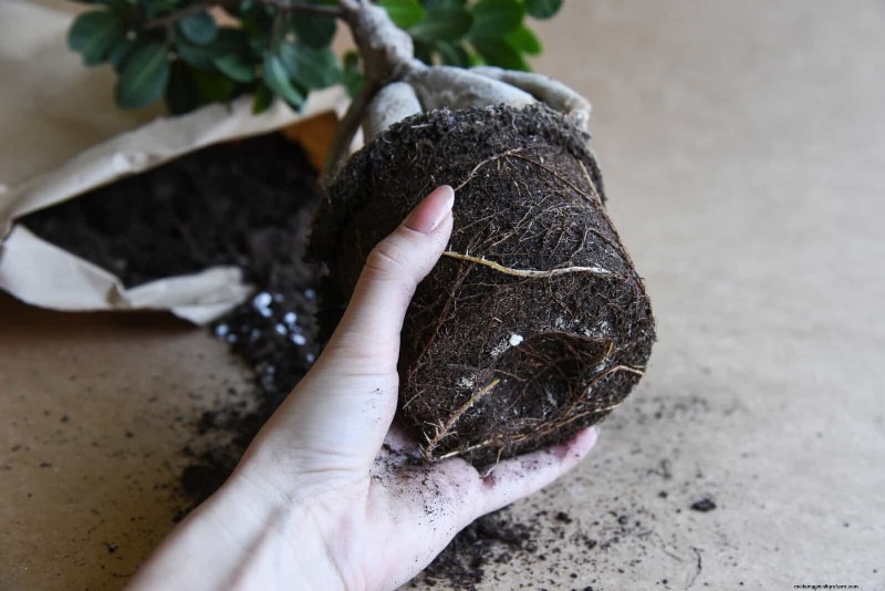 Monstera Aerial Root Trimming: Benefits & Proper Techniques