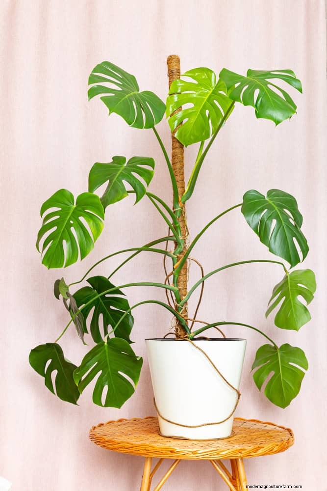 Monstera Aerial Root Trimming: Benefits & Proper Techniques