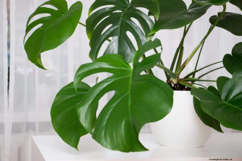 Monstera Aerial Root Trimming: Benefits & Proper Techniques
