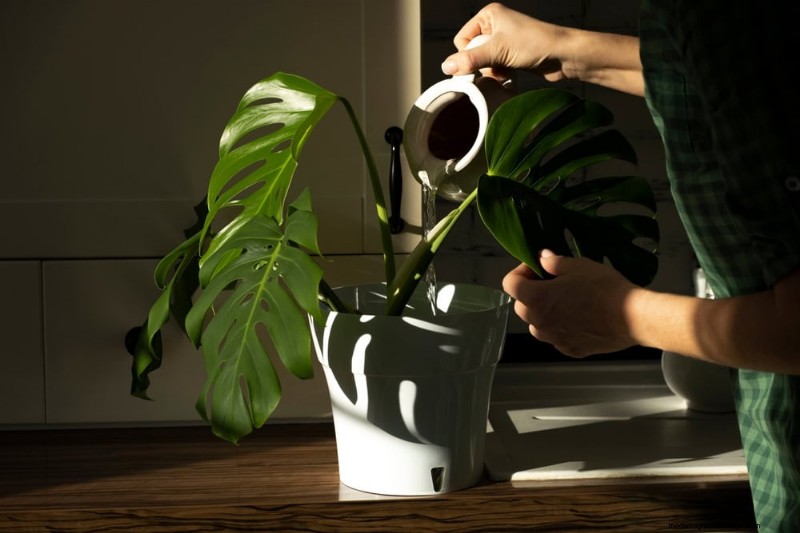 Monstera Care: 12 Expert Tips for Thriving Plants