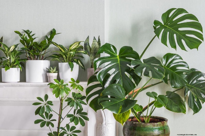 Monstera Care: 12 Expert Tips for Thriving Plants