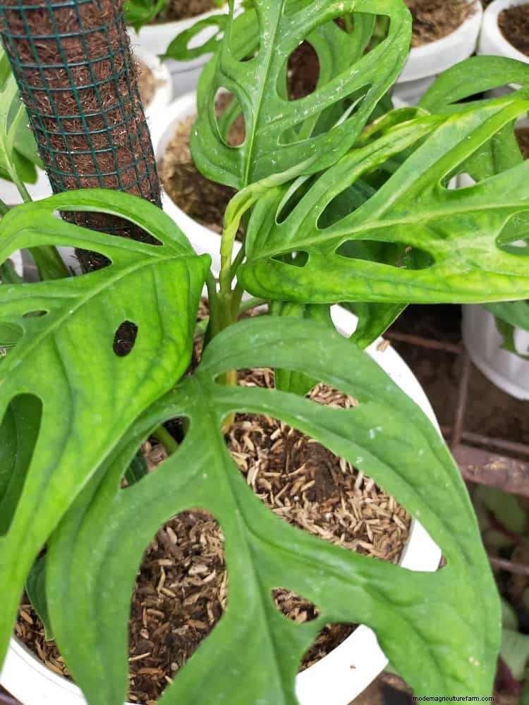 Monstera Care: 12 Expert Tips for Thriving Plants