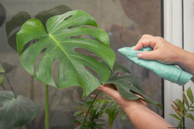 Monstera Care: 12 Expert Tips for Thriving Plants