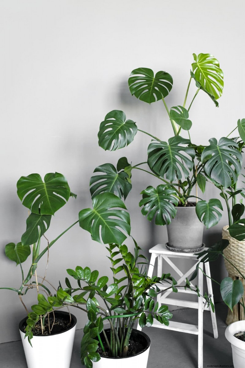 Monstera Care: 12 Expert Tips for Thriving Plants