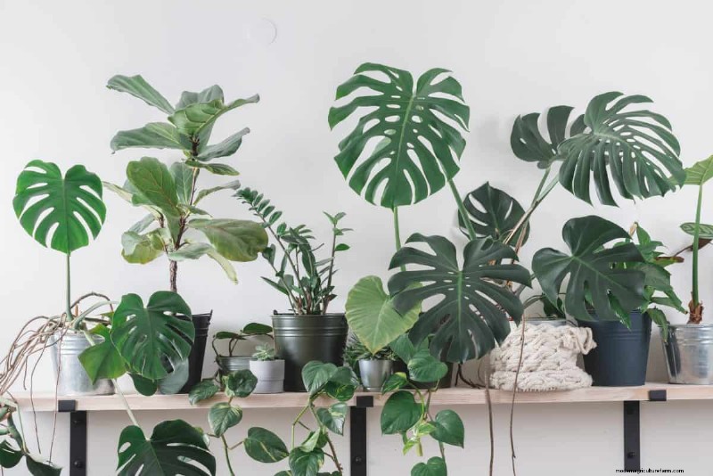 Monstera Care: 12 Expert Tips for Thriving Plants