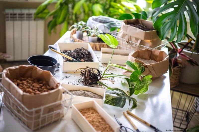 Monstera Care: 12 Expert Tips for Thriving Plants
