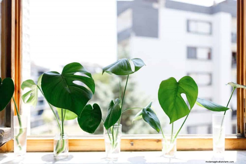 Monstera Care: 12 Expert Tips for Thriving Plants