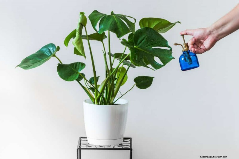 Monstera Care: 12 Expert Tips for Thriving Plants