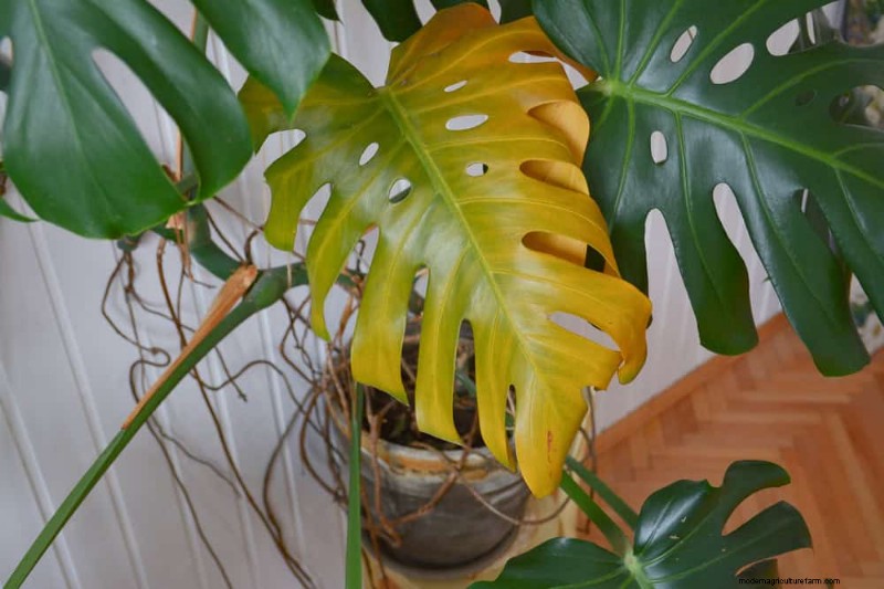 Monstera Care: 12 Expert Tips for Thriving Plants