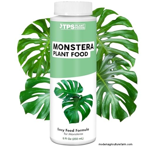 Monstera Care: 12 Expert Tips for Thriving Plants