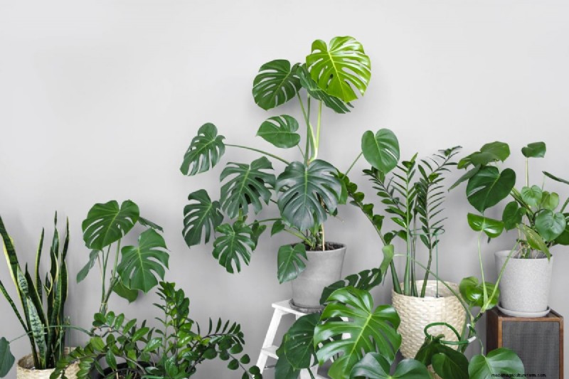 Monstera Care: 12 Expert Tips for Thriving Plants