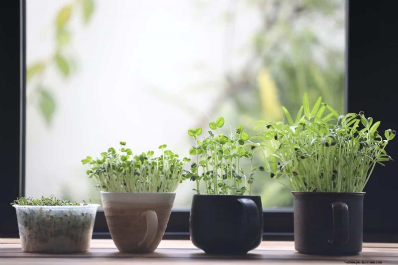 Indoor Gardening: 15 Plant Tasks for November