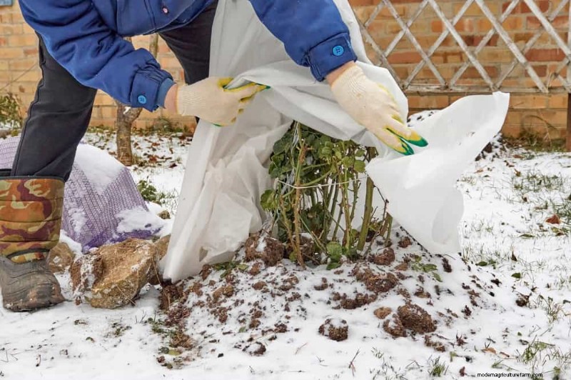 Winter Garden Care: Expert Tips to Protect Your Plants