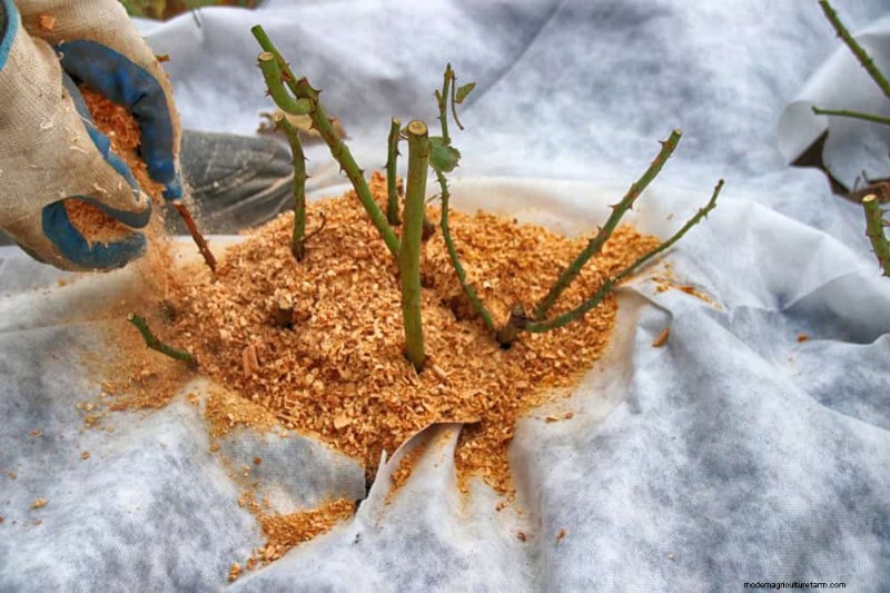 Winter Garden Care: Expert Tips to Protect Your Plants