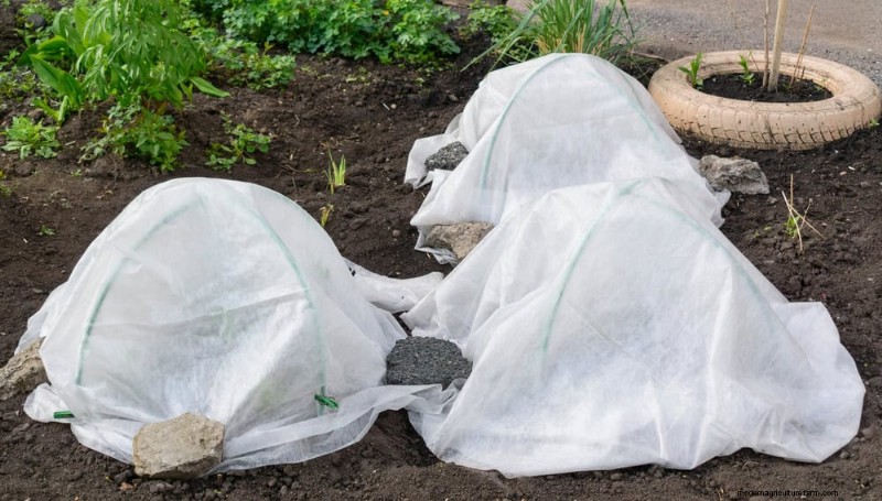 Winter Garden Care: Expert Tips to Protect Your Plants