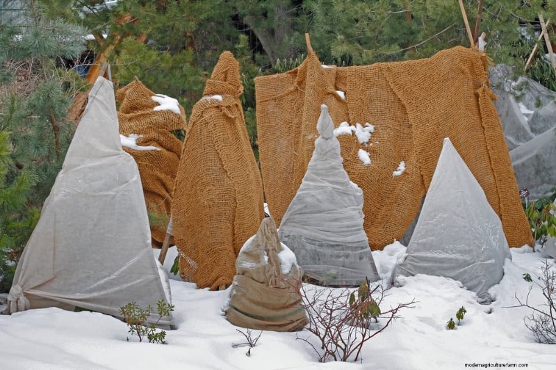 Winter Garden Care: Expert Tips to Protect Your Plants