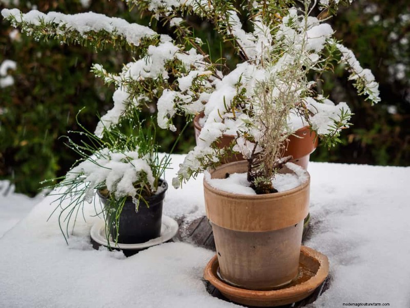 Winter Garden Care: Expert Tips to Protect Your Plants