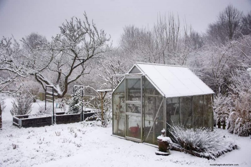 Winter Garden Care: Expert Tips to Protect Your Plants