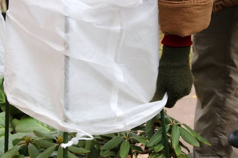 Winter Garden Care: Expert Tips to Protect Your Plants