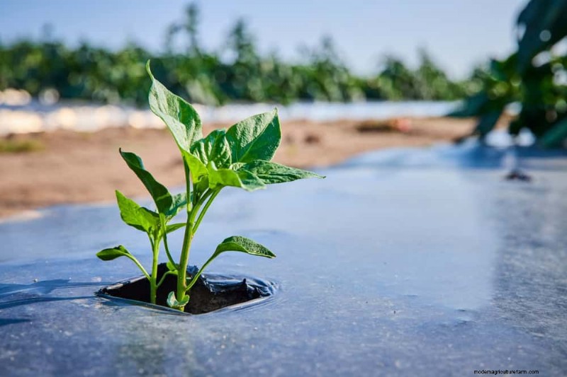 Winter Garden Care: Expert Tips to Protect Your Plants
