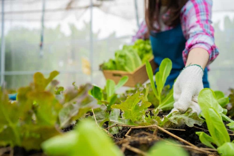 Winter Garden Care: Expert Tips to Protect Your Plants