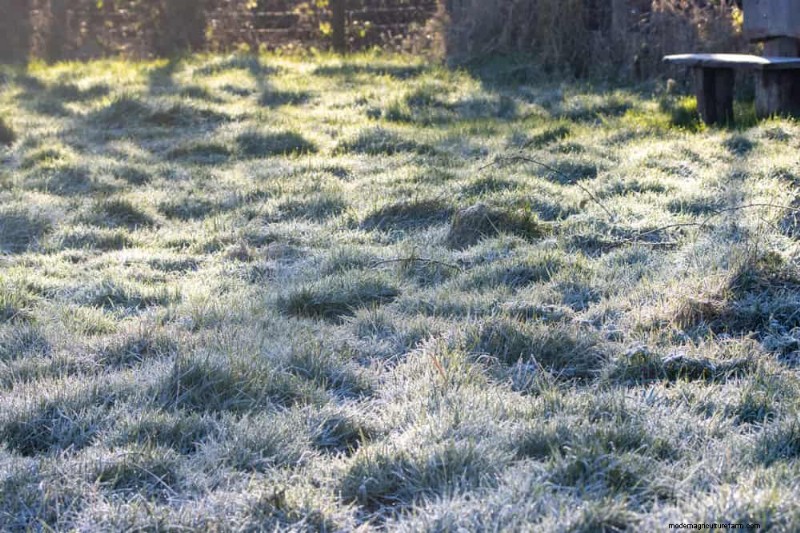 Winter Garden Care: Expert Tips to Protect Your Plants