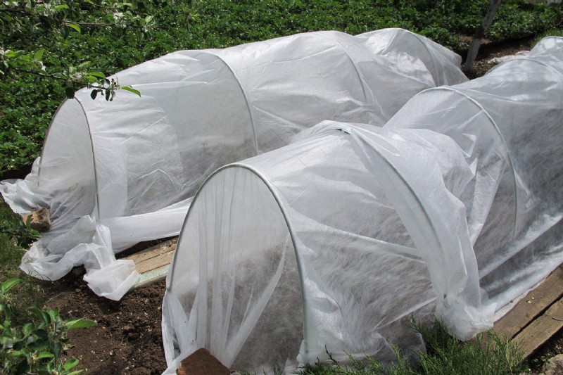 Winter Garden Care: Expert Tips to Protect Your Plants