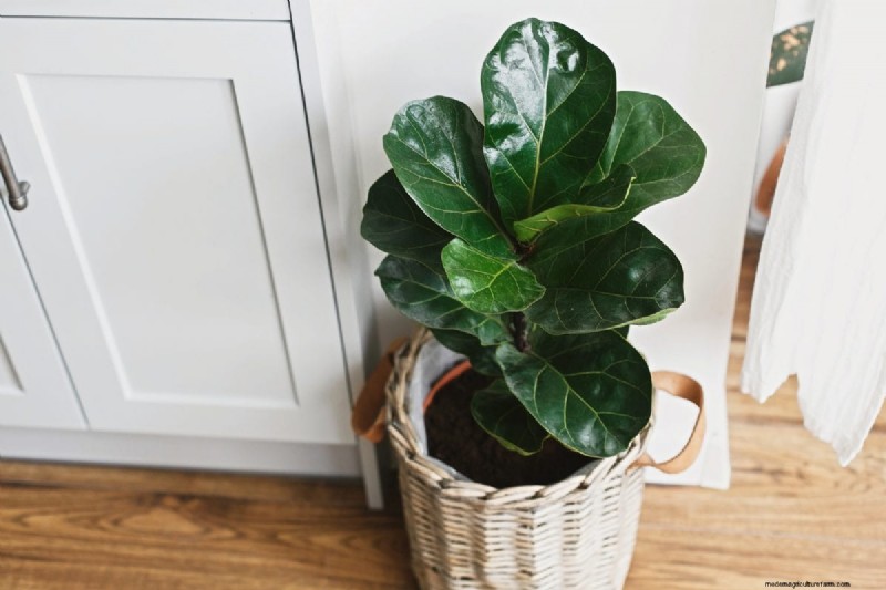 Houseplant Trends That Faded: What to Avoid