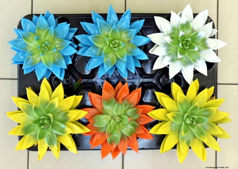 Houseplant Trends That Faded: What to Avoid