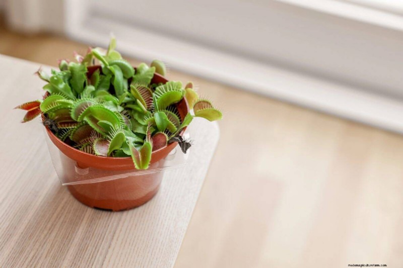 Houseplant Trends That Faded: What to Avoid