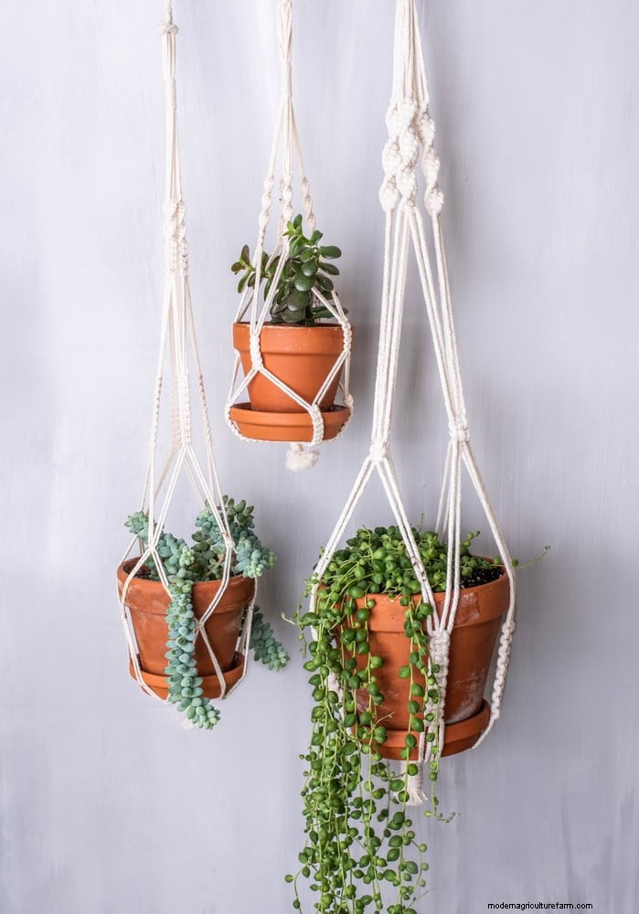 Houseplant Trends That Faded: What to Avoid