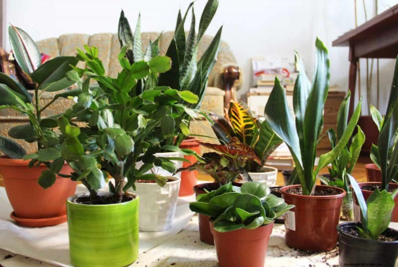 Houseplant Trends That Faded: What to Avoid