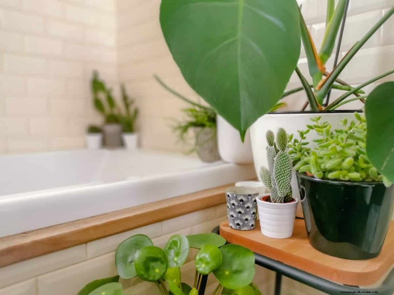 Houseplant Trends That Faded: What to Avoid