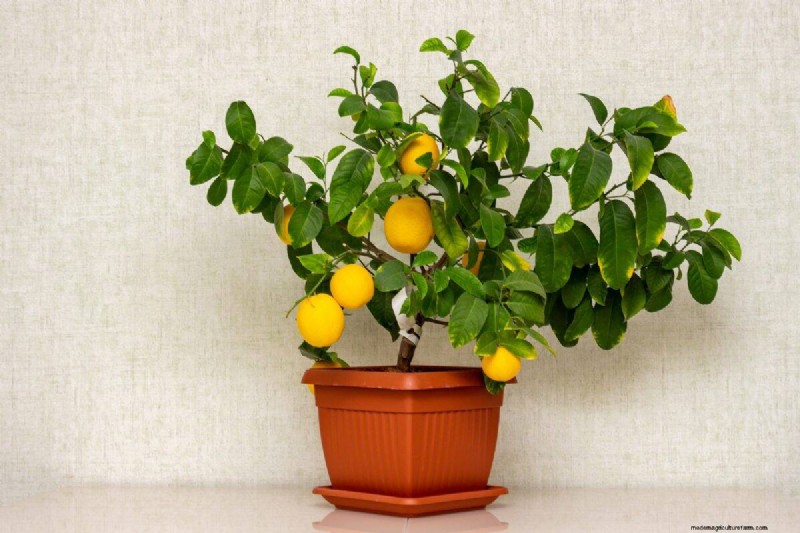 Houseplant Trends That Faded: What to Avoid