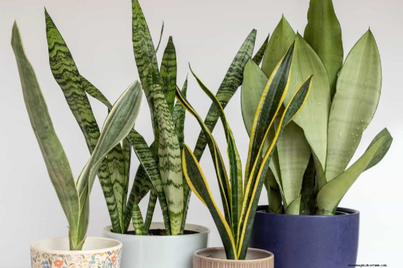Snake Plant Problems: Troubleshooting & Solutions for Healthy Growth