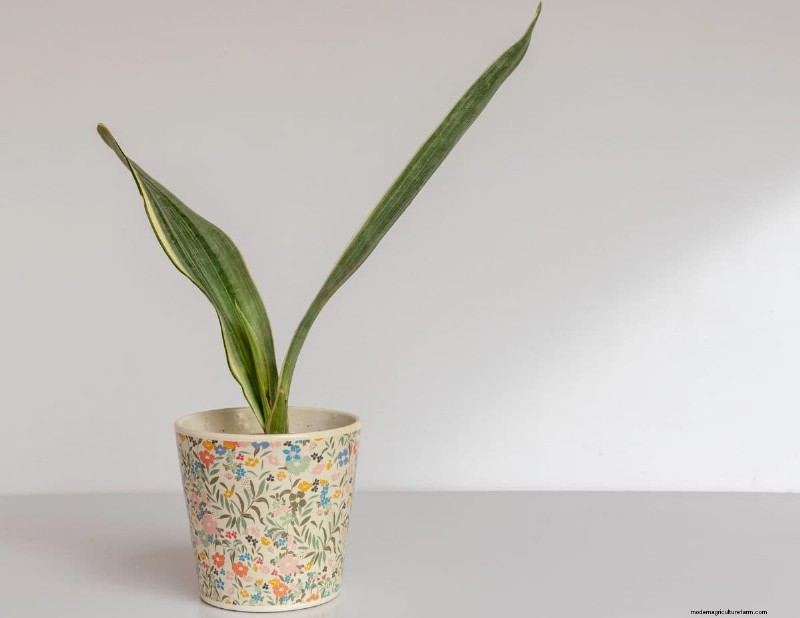 Snake Plant Problems: Troubleshooting & Solutions for Healthy Growth