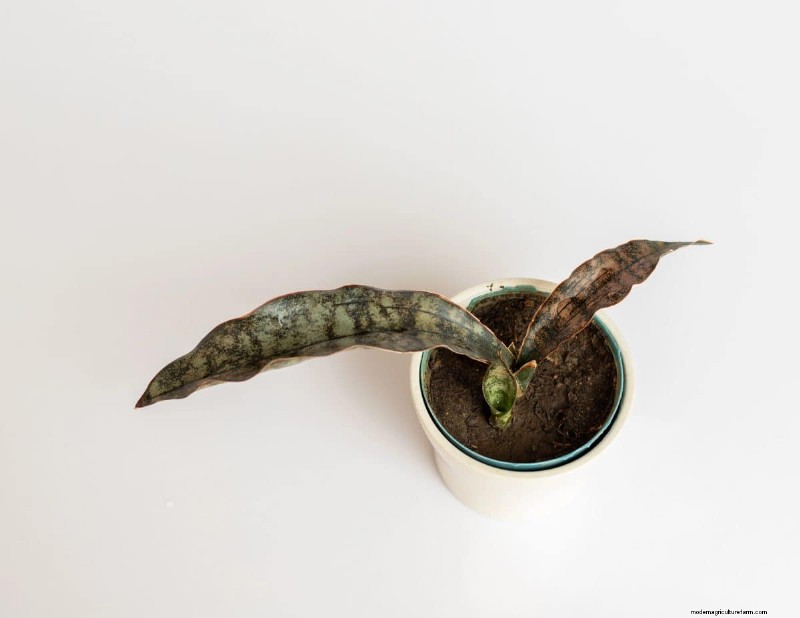 Snake Plant Problems: Troubleshooting & Solutions for Healthy Growth