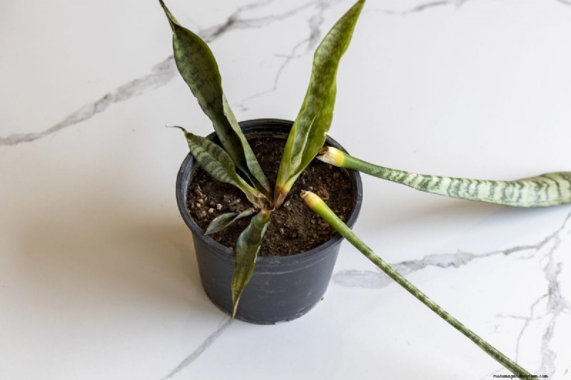 Snake Plant Problems: Troubleshooting & Solutions for Healthy Growth