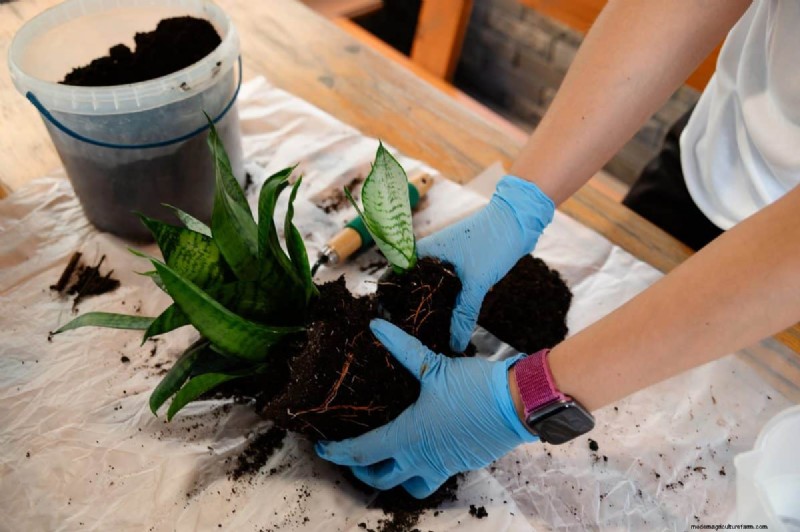 Snake Plant Problems: Troubleshooting & Solutions for Healthy Growth